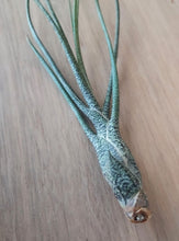 Load image into Gallery viewer, Tillandsia butzii
