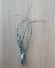 Load image into Gallery viewer, Tillandsia butzii
