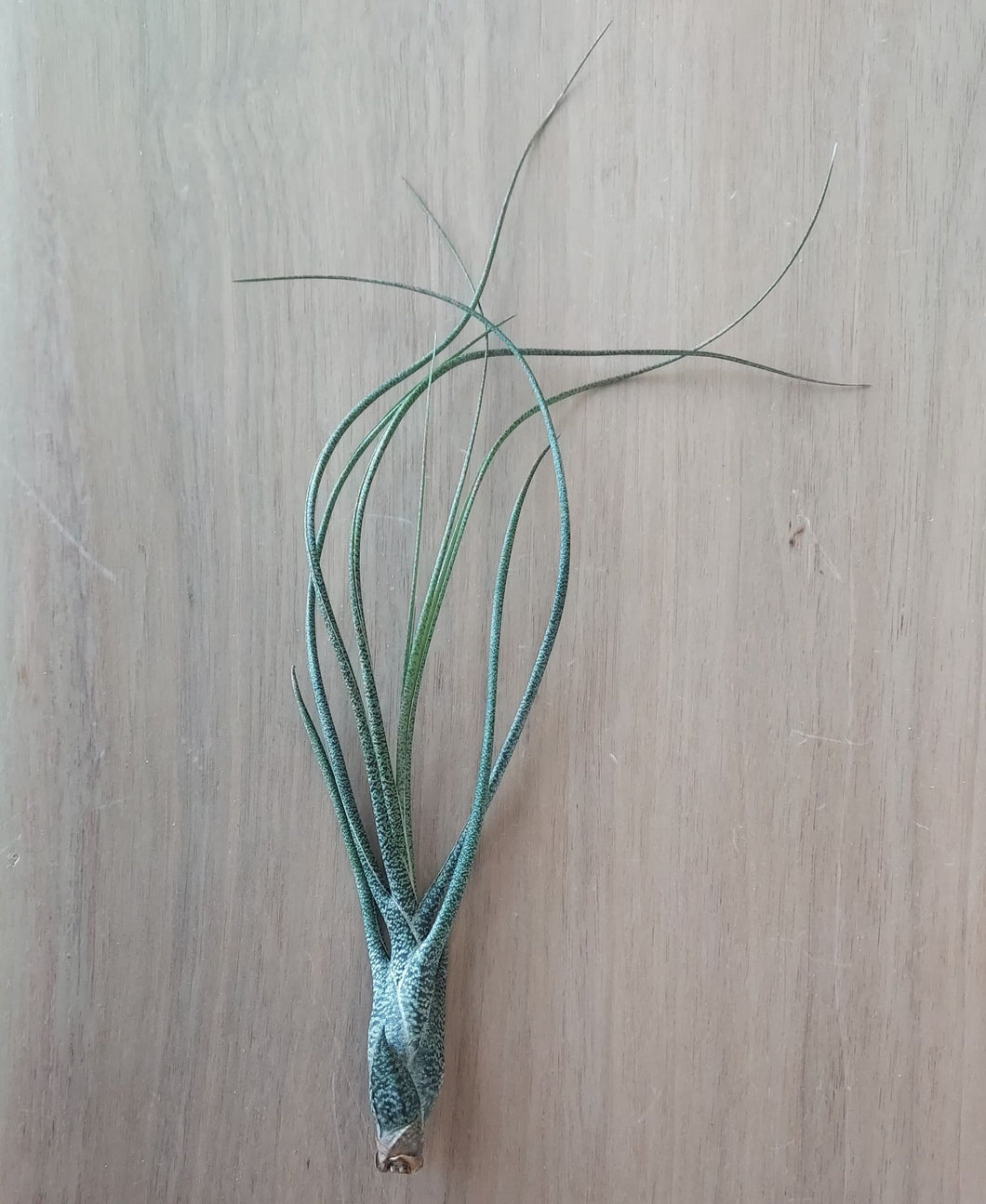 Tillandsia butzii