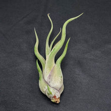 Load image into Gallery viewer, Tillandsia caput-medusae
