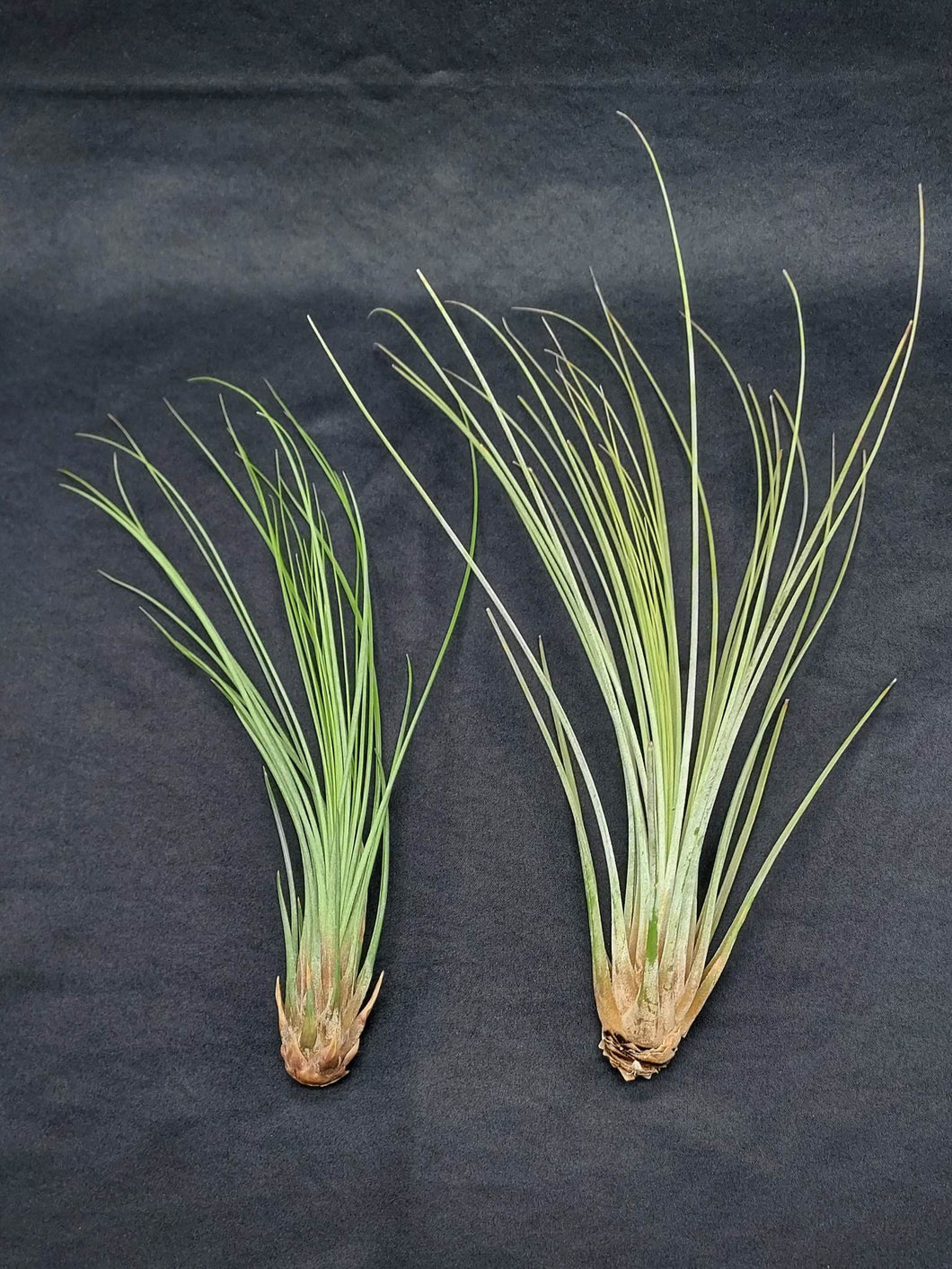 Tillandsia juncea