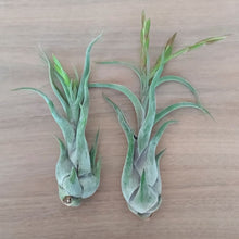 Load image into Gallery viewer, Tillandsia caput-medusae
