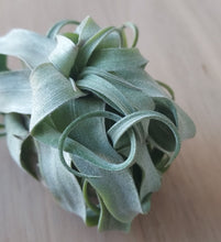 Load image into Gallery viewer, Tillandsia streptophylla
