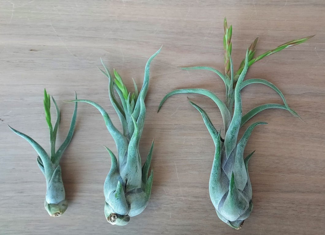 Tillandsia caput-medusae