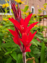 Load image into Gallery viewer, Canna Lily Rhizomes/Bulbs
