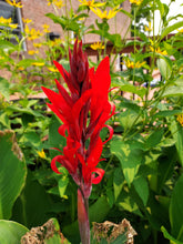 Load image into Gallery viewer, Canna Lily Rhizomes/Bulbs
